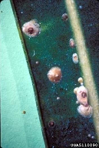 سپردار شرقی مرکبات